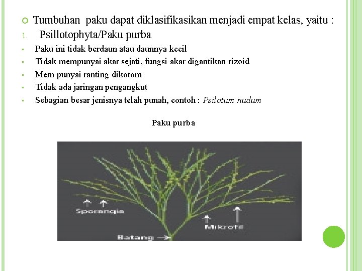  1. • • • Tumbuhan paku dapat diklasifikasikan menjadi empat kelas, yaitu :