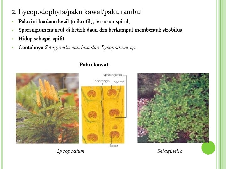 2. Lycopodophyta/paku kawat/paku rambut • Paku ini berdaun kecil (mikrofil), tersusun spiral, • Sporangium