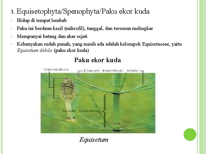 3. Equisetophyta/Spenophyta/Paku ekor kuda • Hidup di tempat lembab • Paku ini berdaun kecil
