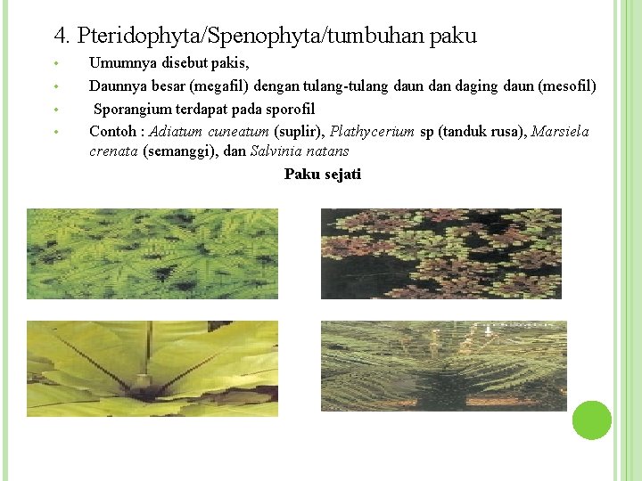 4. Pteridophyta/Spenophyta/tumbuhan paku • • Umumnya disebut pakis, Daunnya besar (megafil) dengan tulang-tulang daun