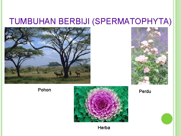 TUMBUHAN BERBIJI (SPERMATOPHYTA) Pohon Perdu Herba 