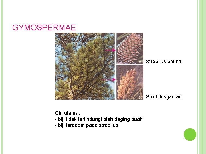 GYMOSPERMAE Strobilus betina Strobilus jantan Ciri utama: - biji tidak terlindungi oleh daging buah