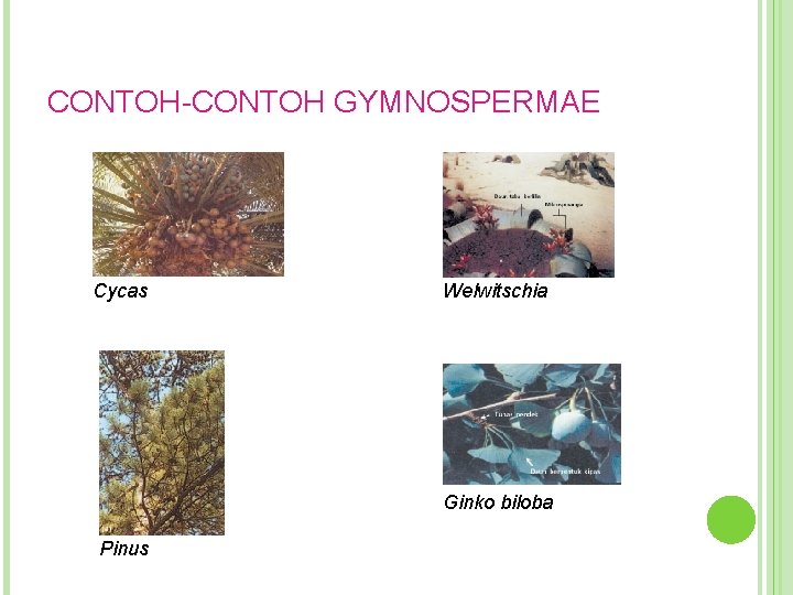 CONTOH-CONTOH GYMNOSPERMAE Cycas Welwitschia Ginko biloba Pinus 