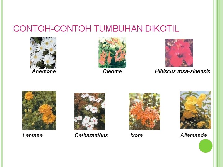 CONTOH-CONTOH TUMBUHAN DIKOTIL Anemone Lantana Cleome Catharanthus Hibiscus rosa-sinensis Ixora Allamanda 