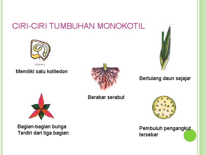 CIRI-CIRI TUMBUHAN MONOKOTIL Memiliki satu kotiledon Bertulang daun sejajar Berakar serabut Bagian-bagian bunga Terdiri