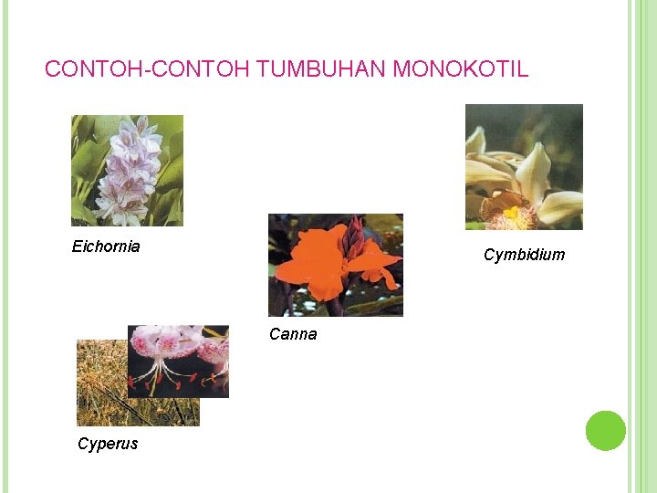 CONTOH-CONTOH TUMBUHAN MONOKOTIL Eichornia Cymbidium Canna Cyperus 