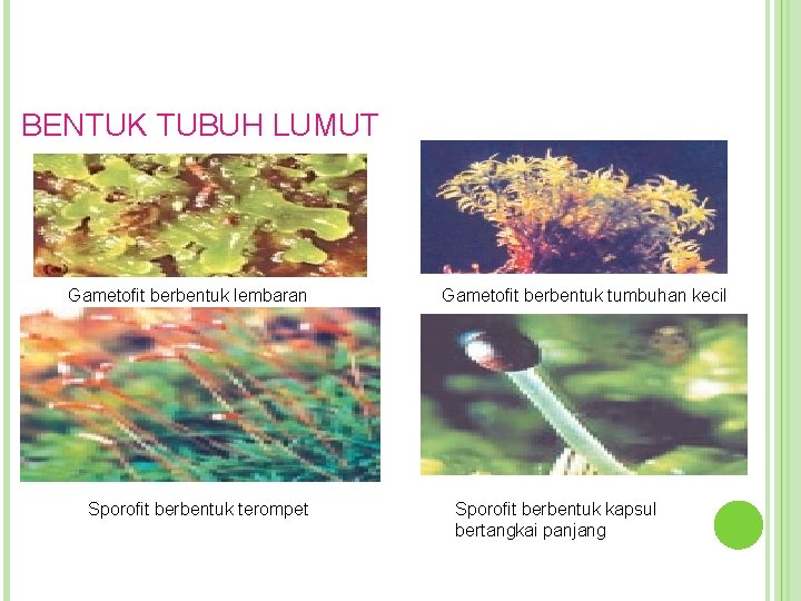 BENTUK TUBUH LUMUT Gametofit berbentuk lembaran Sporofit berbentuk terompet Gametofit berbentuk tumbuhan kecil Sporofit