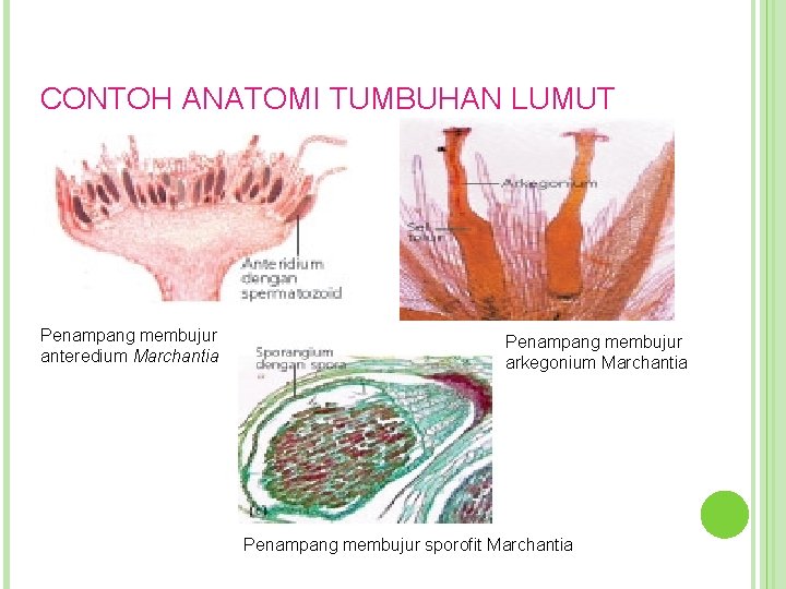 CONTOH ANATOMI TUMBUHAN LUMUT Penampang membujur anteredium Marchantia Penampang membujur arkegonium Marchantia Penampang membujur