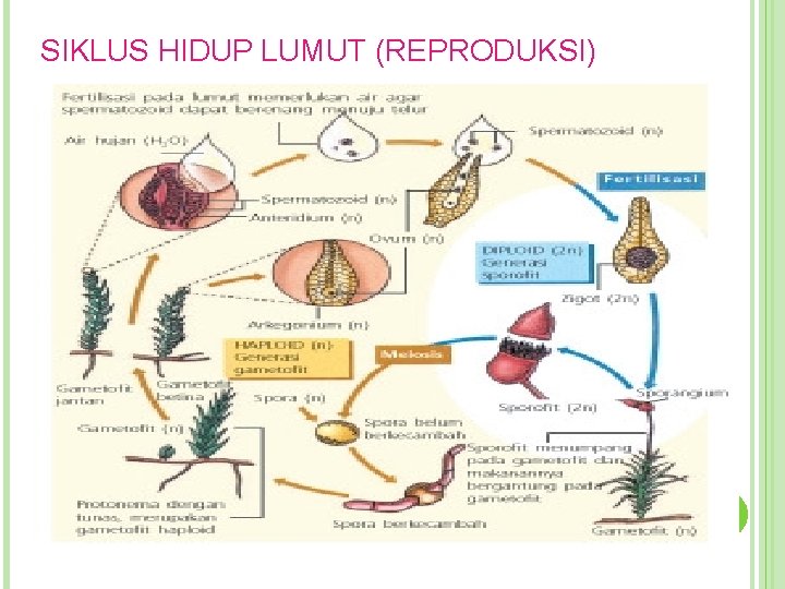 SIKLUS HIDUP LUMUT (REPRODUKSI) 