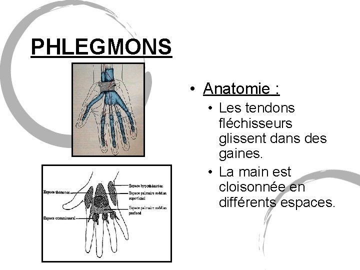 PHLEGMONS • Anatomie : • Les tendons fléchisseurs glissent dans des gaines. • La