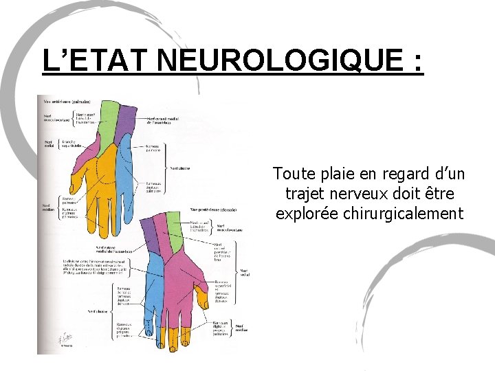 L’ETAT NEUROLOGIQUE : Toute plaie en regard d’un trajet nerveux doit être explorée chirurgicalement