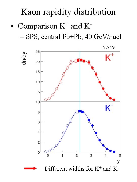 Kaon rapidity distribution • Comparison K+ and K– SPS, central Pb+Pb, 40 Ge. V/nucl.