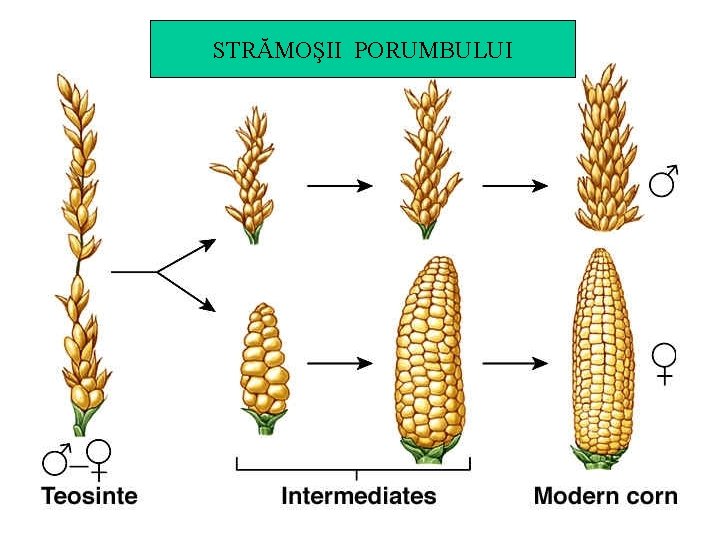 STRĂMOŞII PORUMBULUI 