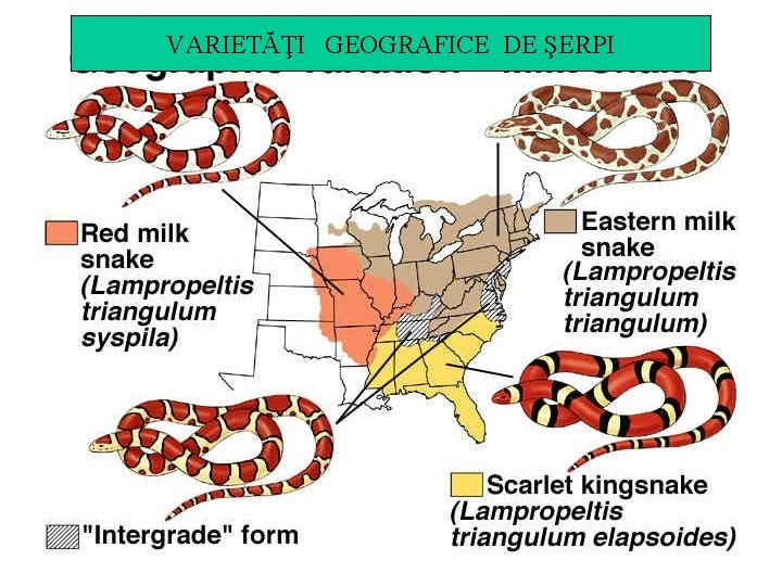 VARIETĂŢI GEOGRAFICE DE ŞERPI 