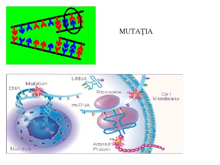 MUTAŢIA 