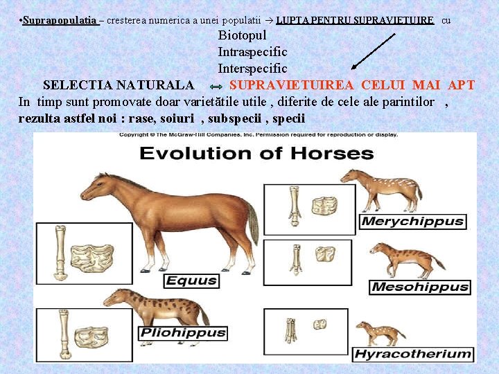  • Suprapopulatia – cresterea numerica a unei populatii LUPTA PENTRU SUPRAVIETUIRE cu Biotopul