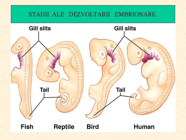 STADII ALE DEZVOLTARII EMBRIONARE 