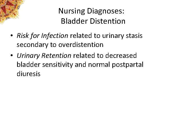 Nursing Diagnoses: Bladder Distention • Risk for Infection related to urinary stasis secondary to
