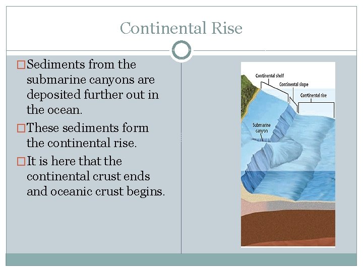 Continental Rise �Sediments from the submarine canyons are deposited further out in the ocean.