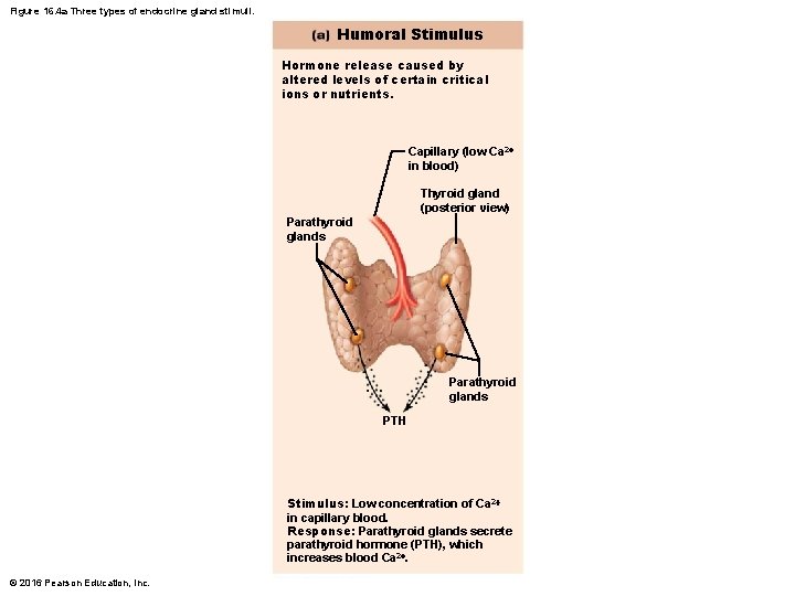 Figure 16. 4 a Three types of endocrine gland stimuli. Humoral Stimulus Hormone release
