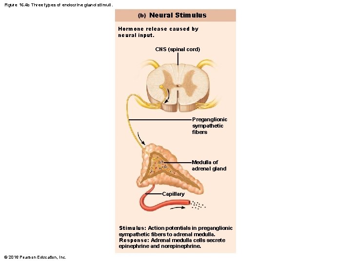 Figure 16. 4 b Three types of endocrine gland stimuli. Neural Stimulus Hormone release