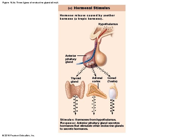 Figure 16. 4 c Three types of endocrine gland stimuli. Hormonal Stimulus Hormone release