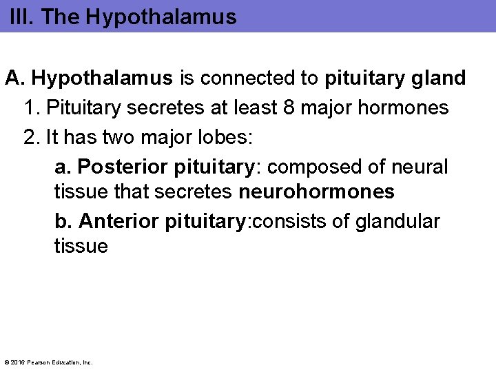 III. The Hypothalamus A. Hypothalamus is connected to pituitary gland 1. Pituitary secretes at