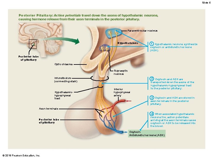 Slide 5 Posterior Pituitary: Action potentials travel down the axons of hypothalamic neurons, causing