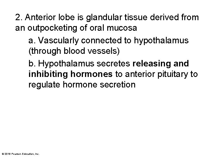 2. Anterior lobe is glandular tissue derived from an outpocketing of oral mucosa a.