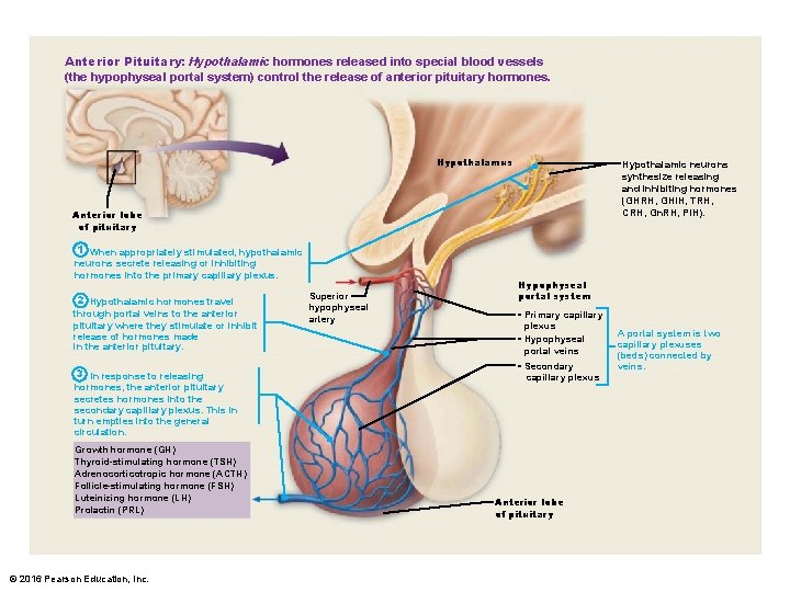 Anterior Pituitary: Hypothalamic hormones released into special blood vessels (the hypophyseal portal system) control