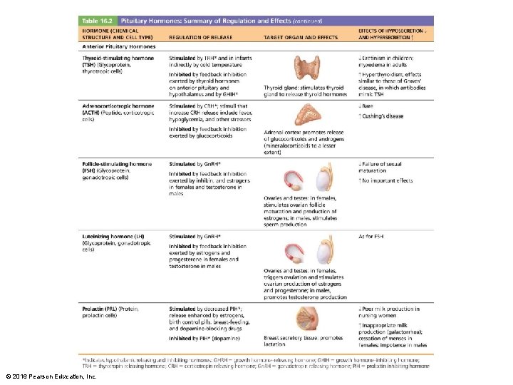 © 2016 Pearson Education, Inc. 