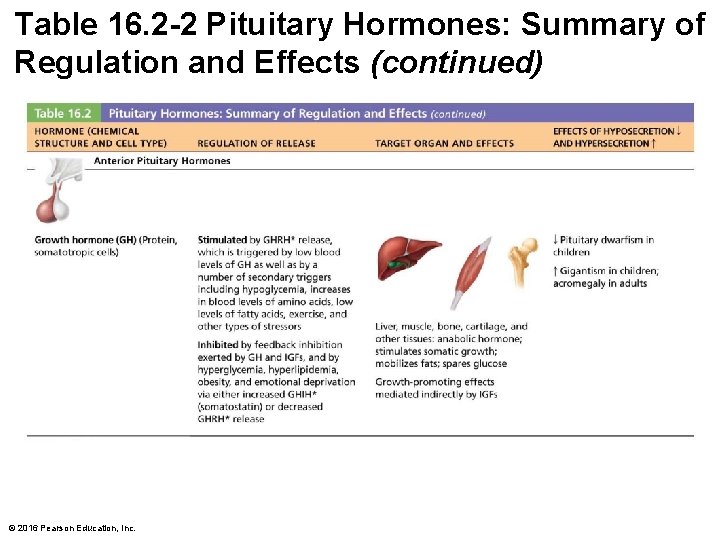 Table 16. 2 -2 Pituitary Hormones: Summary of Regulation and Effects (continued) © 2016