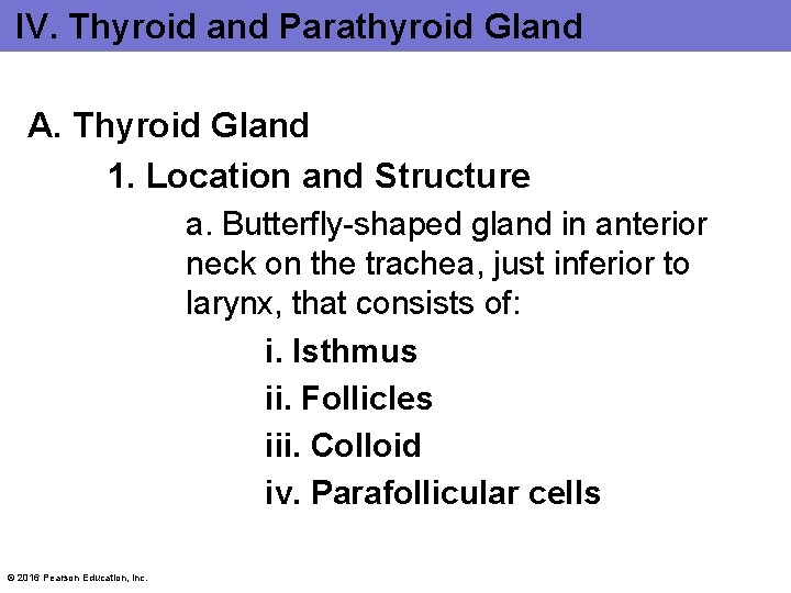 IV. Thyroid and Parathyroid Gland A. Thyroid Gland 1. Location and Structure a. Butterfly-shaped
