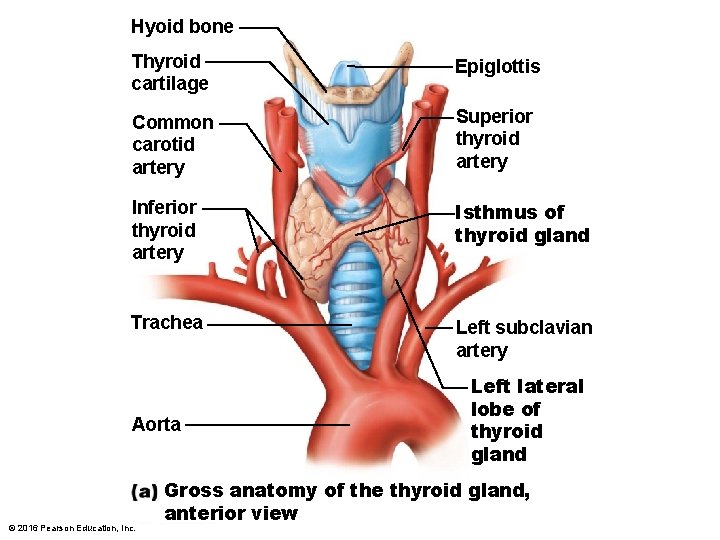 Hyoid bone Thyroid cartilage Epiglottis Common carotid artery Superior thyroid artery Inferior thyroid artery