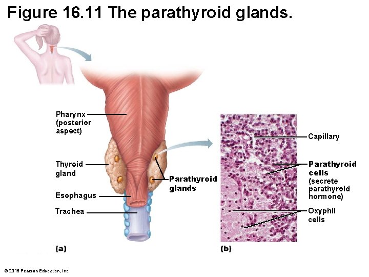 Figure 16. 11 The parathyroid glands. Pharynx (posterior aspect) Thyroid gland Esophagus Trachea ©