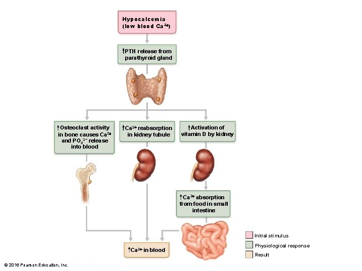 Hypocalcemia (low blood Ca 2 ) PTH release from parathyroid gland Osteoclast activity in