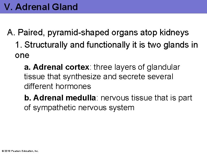 V. Adrenal Gland A. Paired, pyramid-shaped organs atop kidneys 1. Structurally and functionally it