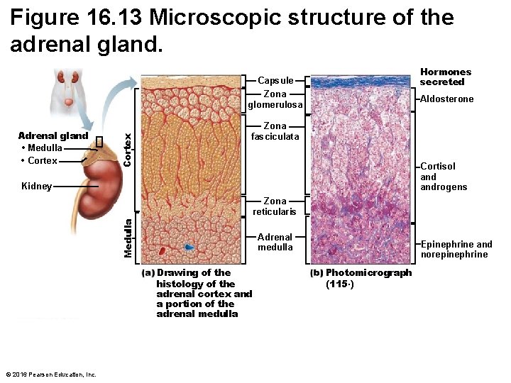 Figure 16. 13 Microscopic structure of the adrenal gland. Hormones secreted Adrenal gland •