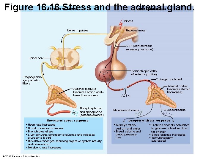 Figure 16. 16 Stress and the adrenal gland. Short-term stress Prolonged stress Stress Nerve
