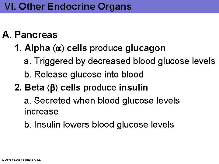 VI. Other Endocrine Organs A. Pancreas 1. Alpha ( ) cells produce glucagon a.