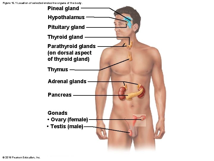 Figure 16. 1 Location of selected endocrine organs of the body. Pineal gland Hypothalamus