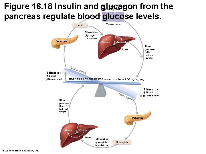 Figure 16. 18 Insulin and glucagon from the pancreas regulate blood glucose levels. Stimulates