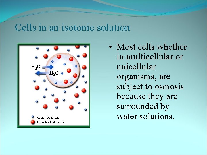 Cells in an isotonic solution H 2 O Water Molecule Dissolved Molecule • Most