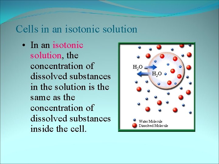 Cells in an isotonic solution • In an isotonic solution, the concentration of dissolved