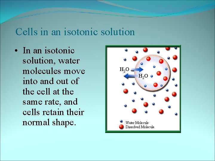 Cells in an isotonic solution • In an isotonic solution, water molecules move into