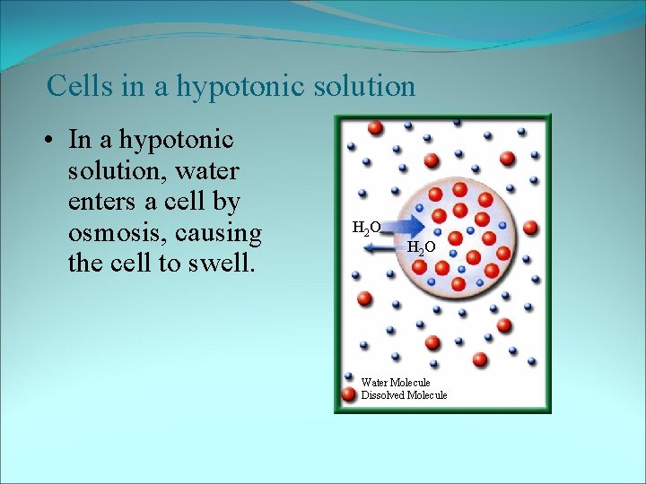 Cells in a hypotonic solution • In a hypotonic solution, water enters a cell