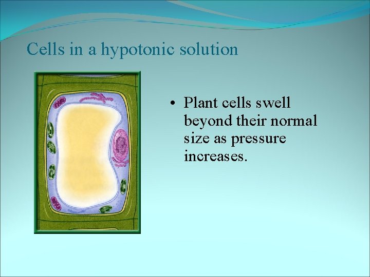 Cells in a hypotonic solution • Plant cells swell beyond their normal size as