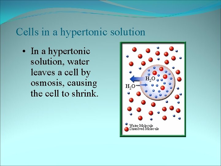 Cells in a hypertonic solution • In a hypertonic solution, water leaves a cell