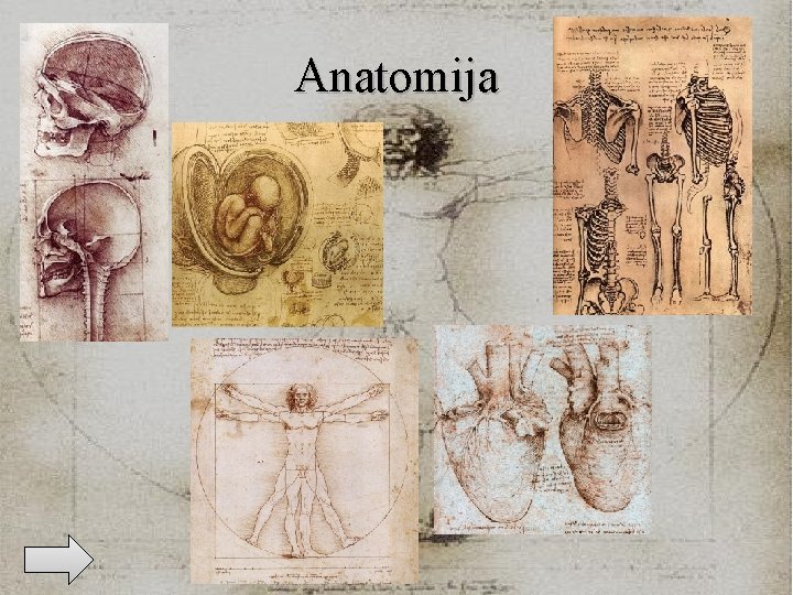 Anatomija 