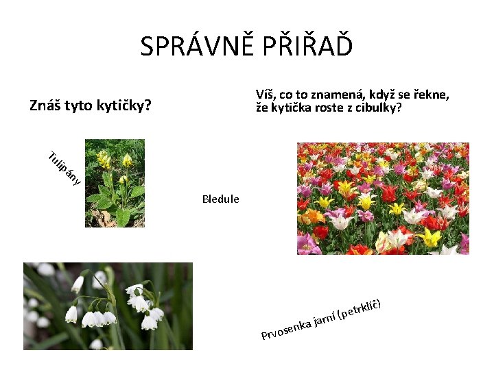 SPRÁVNĚ PŘIŘAĎ Víš, co to znamená, když se řekne, že kytička roste z cibulky?